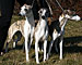 Anklicken für große Version - Click to enlarge Drei auf einen Streich...