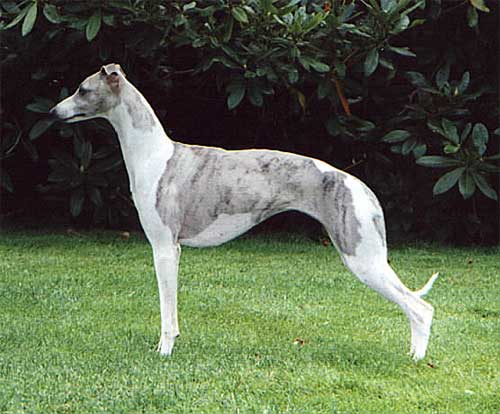 Whipcat whippets shop