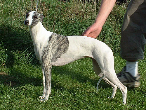 Selinko whippets hot sale