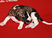 Dulcinea of Gentle Mind 2