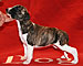 Dulcinea of Gentle Mind 3