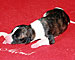 Her Name Was Cabana of Gentle Mind 1