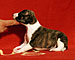 Her Name Was Cabana of Gentle Mind 2