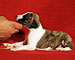 Her Name Was Copa of Gentle Mind 2