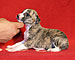 Her Name Was Havana of Gentle Mind 2
