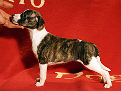 Her Name Was Cabana of Gentle Mind