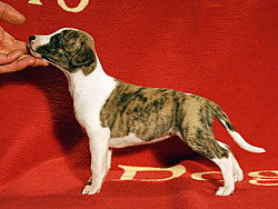 Her Name Was Copa of Gentle Mind 