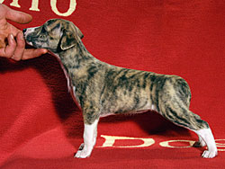 Her Name Was Havana of Gentle Mind
