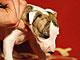 La Traviata of Gentle Mind Kopf