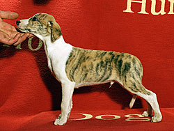 King Henry VIII of Gentle Mind