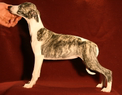 Windsor of Gentle Mind
