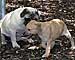 Mops meets Whippet
