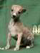 Gerold of Gentle Mind 4