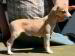 Gwendoline of Gentle Mind