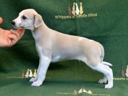 Josephine Charlotte of Gentle Mind