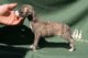 Multum in Parvo of Gentle Mind 2