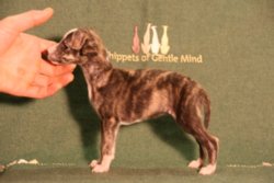 Papagena Of Gentle Mind