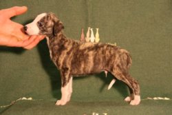 Perseus Of Gentle Mind