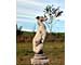 Whippet-Statue
