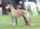Lanakeshena Love in Motion at Veredon