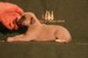 Semper Fidelis of Gentle Mind 1