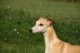 Geoffry of Gentle Mind 8