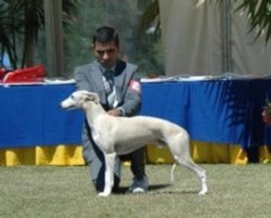 Armas Tomar de Can Nel