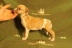 Diesel of Gentle Mind