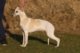 Isidor of Gentle Mind