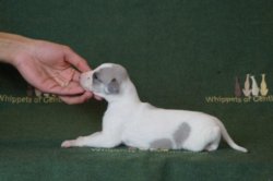 Vale of Gentle Mind