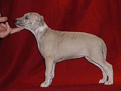 Karrussel of Gentle Mind