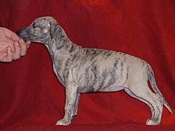 Kiss in a Shadow of Gentle Mind