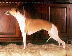 Dolly of Gentle Mind