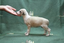 Video et Taco of Gentle Mind