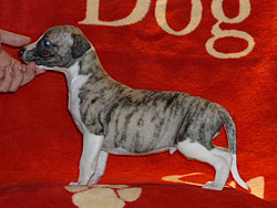 Anklicken für große Version Lord Of The Flies of Gentle Mind