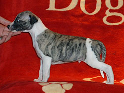 Anklicken für große Version Lord Nelson of Gentle Mind