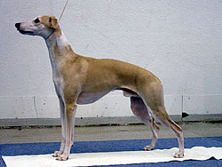 Anklicken für große Version Leyenda's Spongebobsquarepants