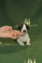 Be my Valentine Bo of Gentle Mind 2