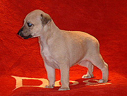 Anklicken für große Version Mulberry Blossom of Gentle Mind