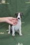 Be my Valentine Bo of Gentle Mind 4