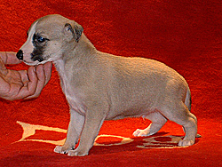 Mulberry Hill of Gentle Mind