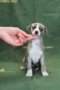 Be my Valentine Bella of Gentle Mind 4