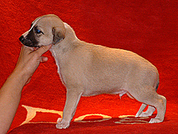 Mulberry Jam of Gentle Mind