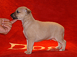 Anklicken für große Version Mulberry Twig of Gentle Mind