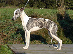 Anklicken für große Version Lady Prudence of Gentle Mind