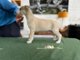 Ginger of Gentle Mind