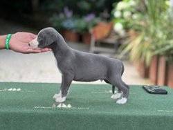 Kermit of Gentle Mind