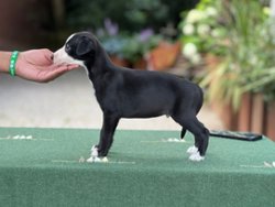 Kickflip of Gentle Mind