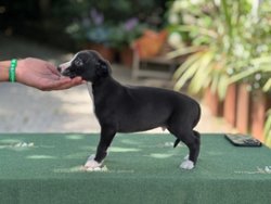 K-Pop of Gentle Mind