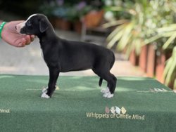 Kiss II of Gentle Mind